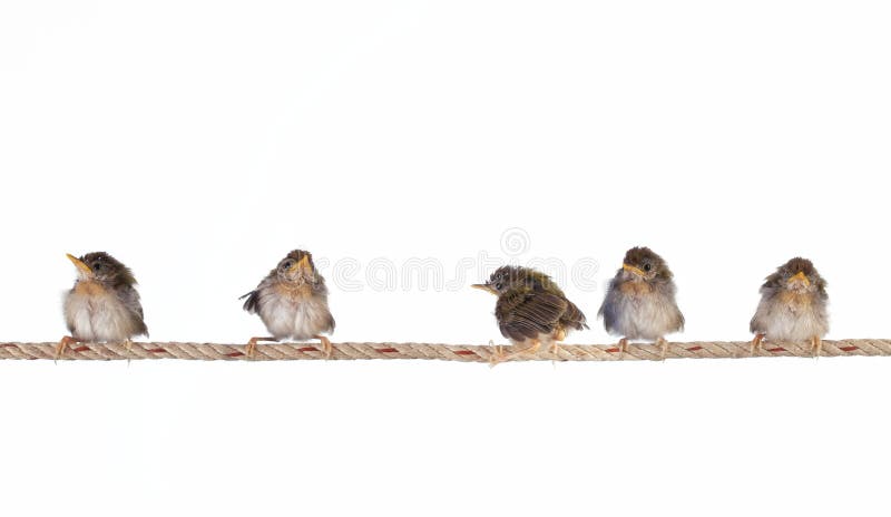 Birds stock images Birds stock images