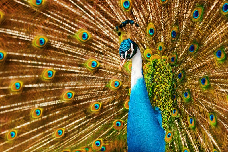 Birds, Animals. Peacock With Expanded Feathers. Thailand, Asia.