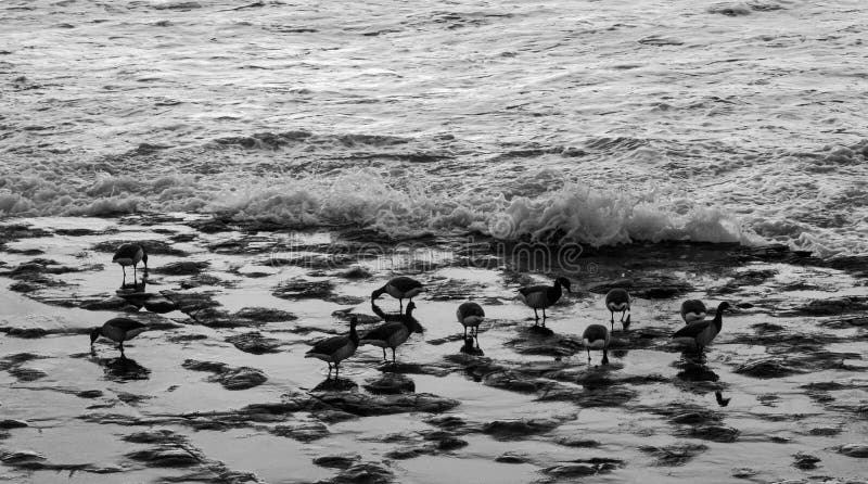 Birds On The Beach In The Waves Stock Image Image Of Water Beach