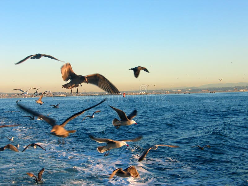 Birds behind a boat