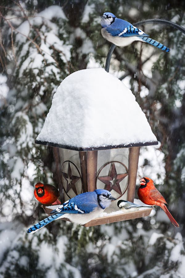 Birds on bird feeder in winter stock photos Birds on bird feeder in winter stock photos