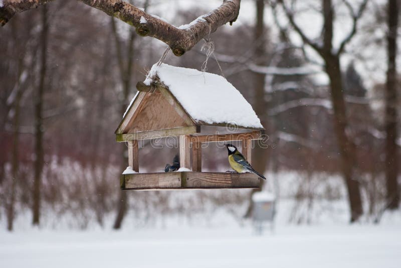 Birds in the bird feeder in the winter snow forest