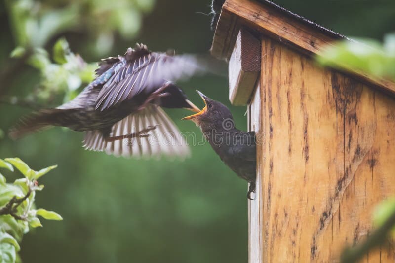 Birds and bird house - adult starling parent feeding the offspring stock photo Birds and bird house - adult starling parent feeding the offspring stock photo