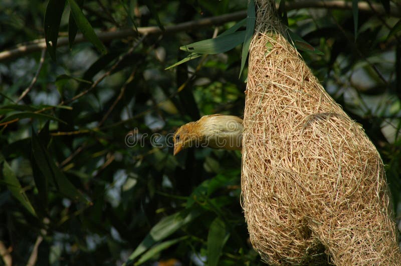 Birds and bird nests