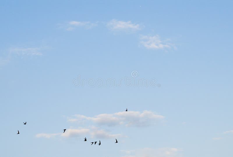 Birds on the blue sky with beautiful formation.