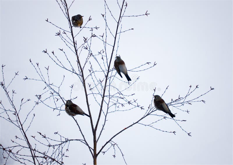Birds On Branches Stock Images Image 7722974