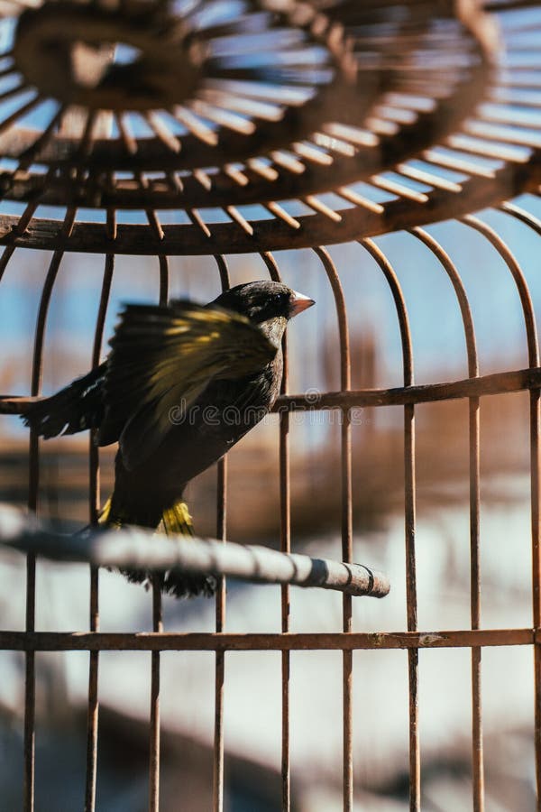 Birds in cages stock photo. Image of birds, snap, pets 159542862