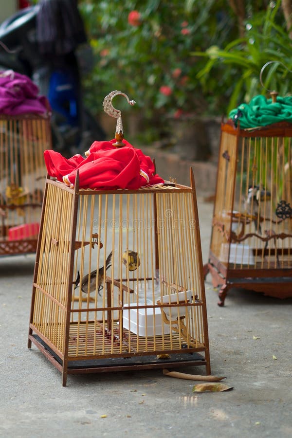 Birds in cages stock photo. Image of hanging, popular 64632704