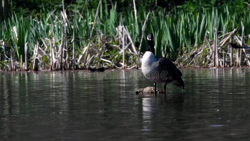 Birds - Canada goose, branta canadensis