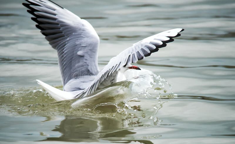 Birds in the city . Great photos of birds .