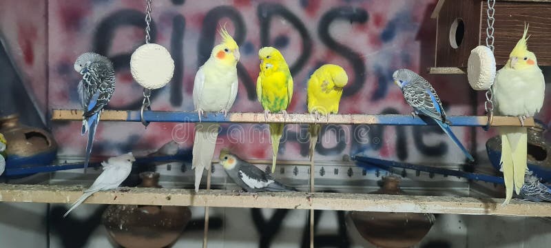 Bajri parrot sale