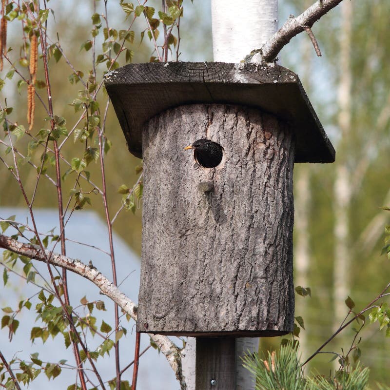 Starling Nest Box stock image. Image of nesting, nest - 11994083