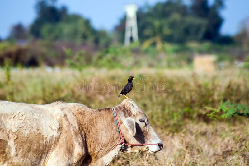 Birds and cows stock photo. Image of wildlife, close 138901554