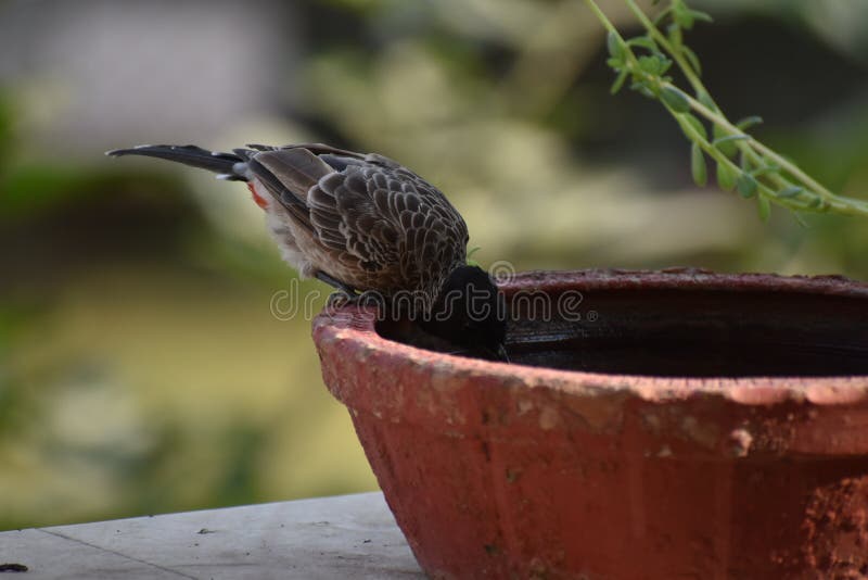 Birds Drinking Water At Summer Stock Photo Image of fresh, bird