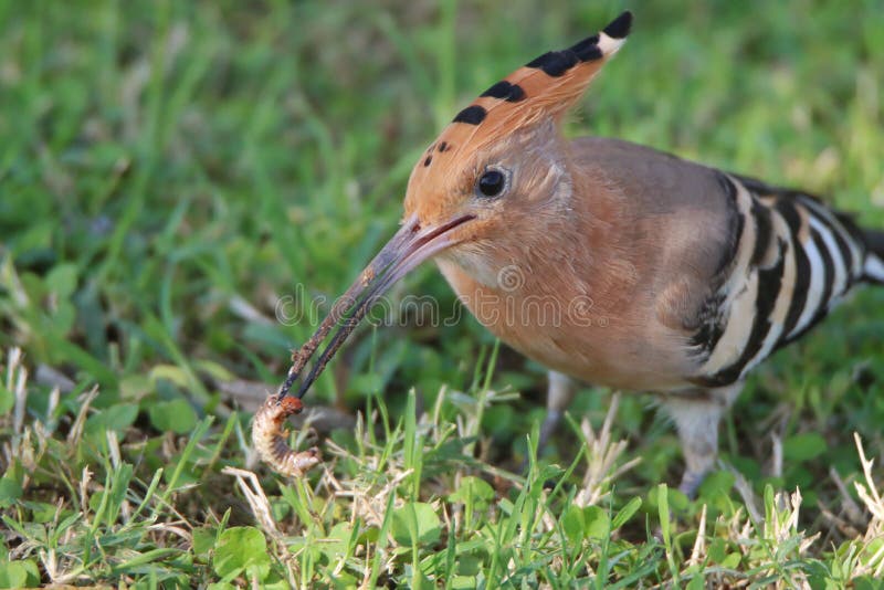 Birds Eat Fish in the River Stock Photo Image of look, rivernbirds