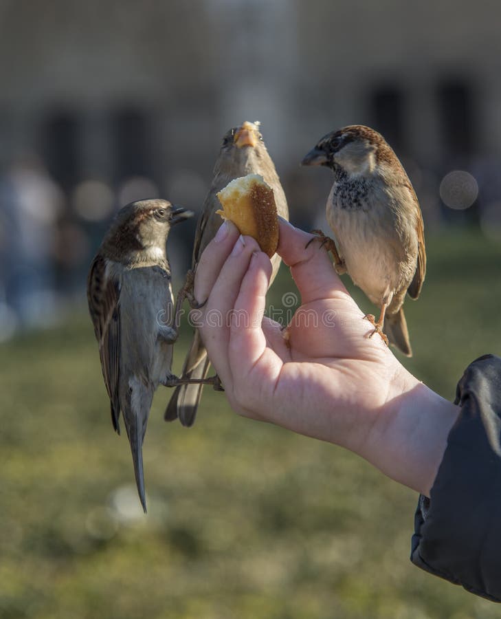 Birds eating from child s hand