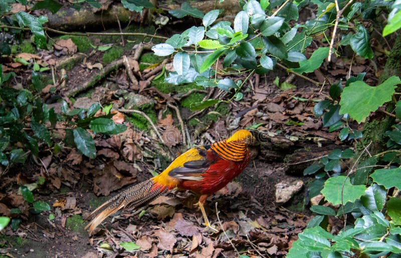 Birds of Eden near Plettenberg Bay