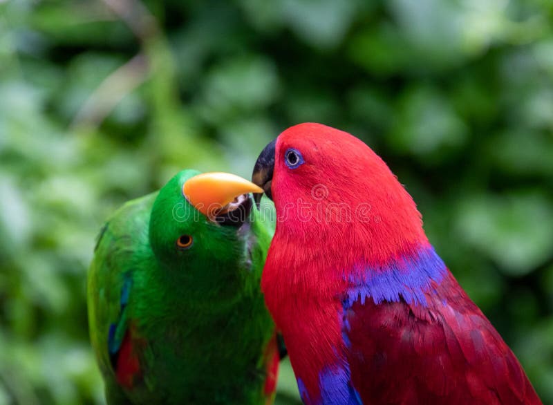 Birds of Eden near Plettenberg Bay