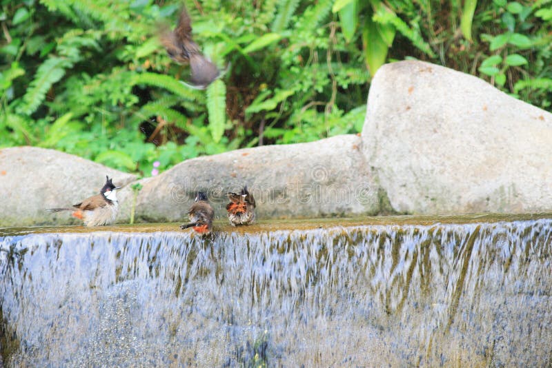 Birds are Enjoying a Wash in a Bird Bath Stock Image Image of summer