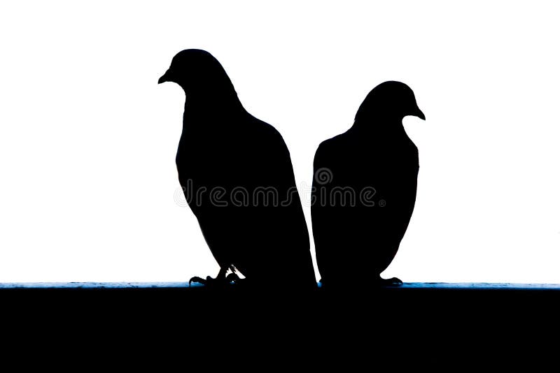 Birds facing away from each other - misunderstanding stock image