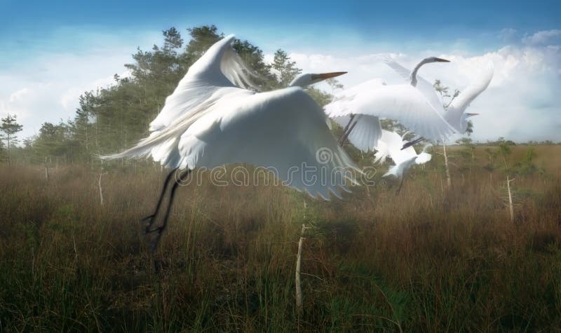 Birds Of A Feather royalty free stock image