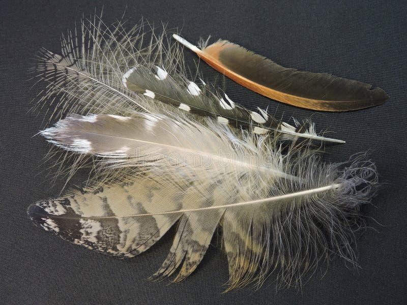 Birds feathers