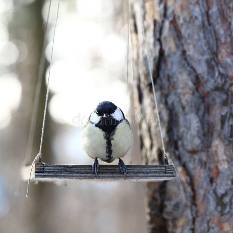 Birds feeding in winter stock photo. Image of hang, enjoy 49924496