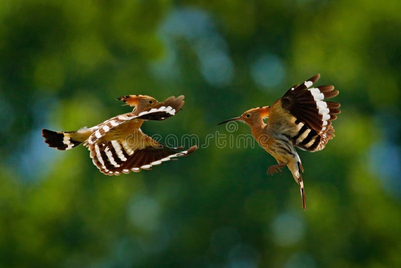 Birds fight fly, Hoopoe, Upupa epops, nice orange bird with in the green forest habitat, Bulgaria. Beautiful bird in the nature