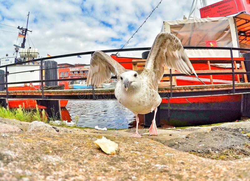 Birds fighting for food