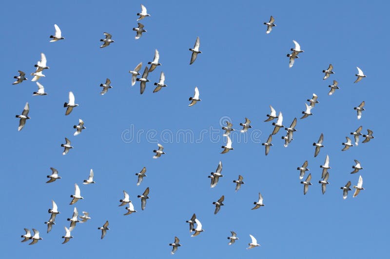 Ptáci v letu proti modré obloze.
