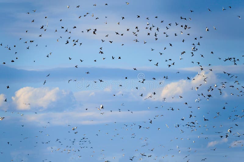 Birds in flight