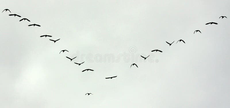 Birds Flight Migration