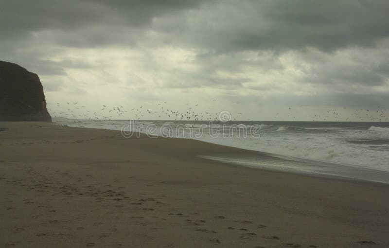 Birds in flight over the sea stock photo