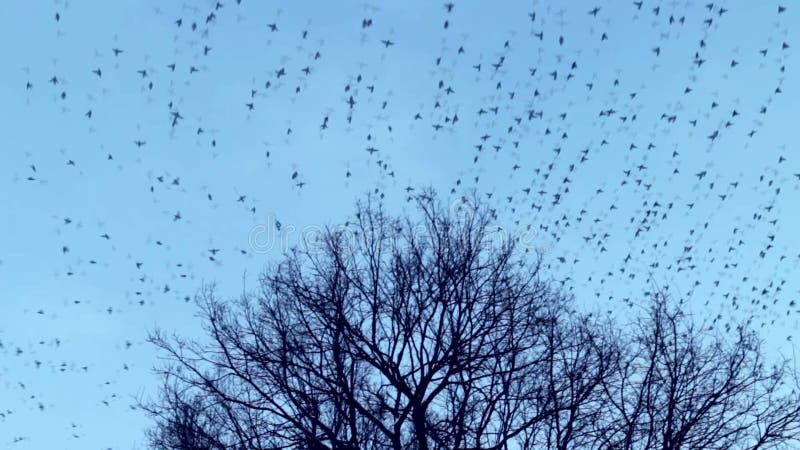 The birds fly away from the tree crown