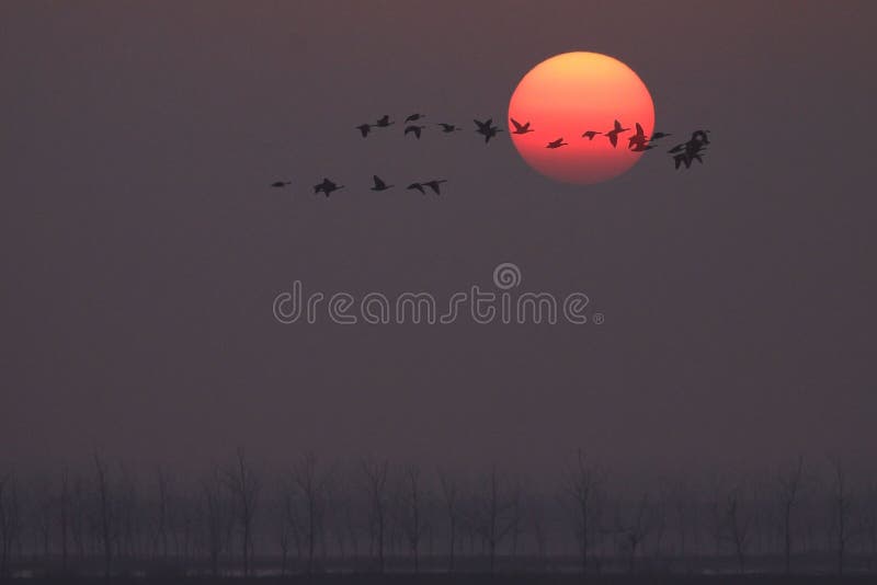 Birds fly at sunrise