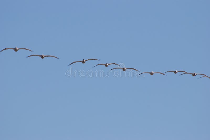 Birds flying