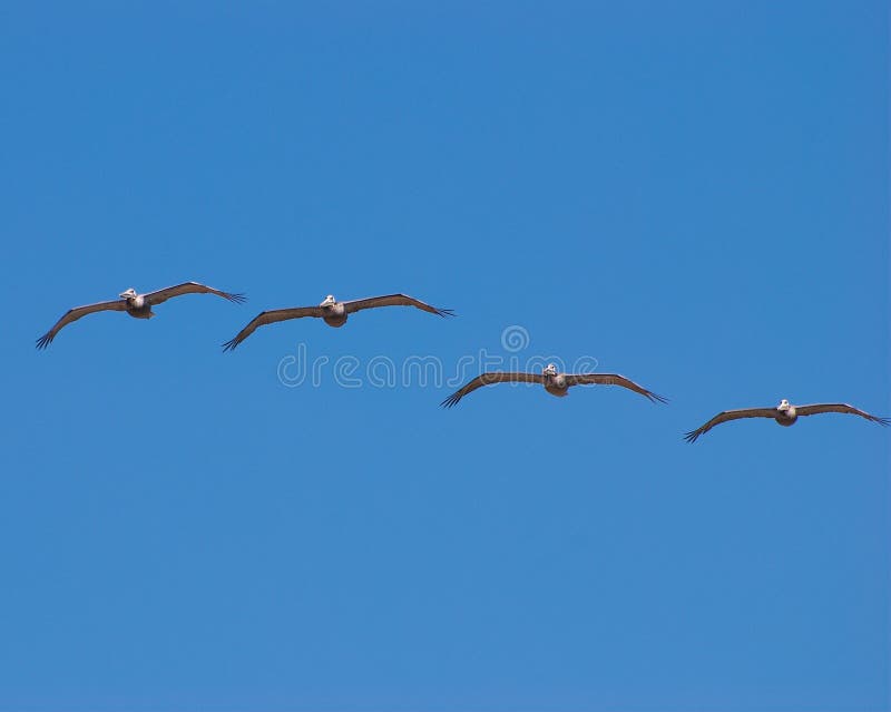 Birds flying