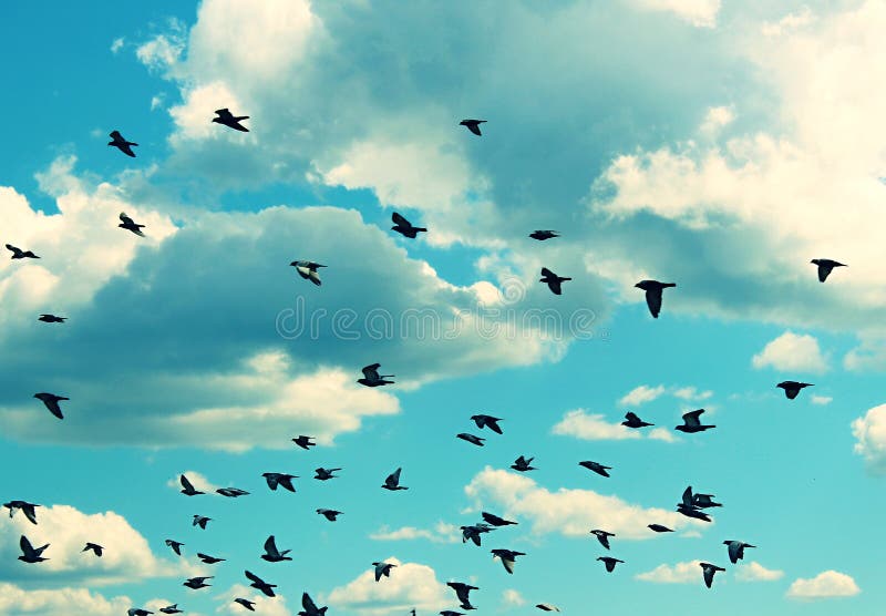 Birds Flying in the Blue Sky. Stock Photo Image of seasonal, wildlife