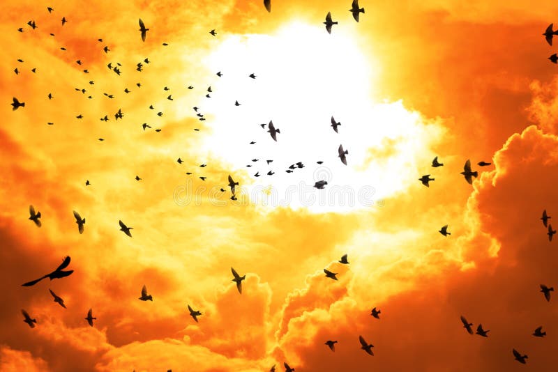 Birds flying into a bright orange sunset