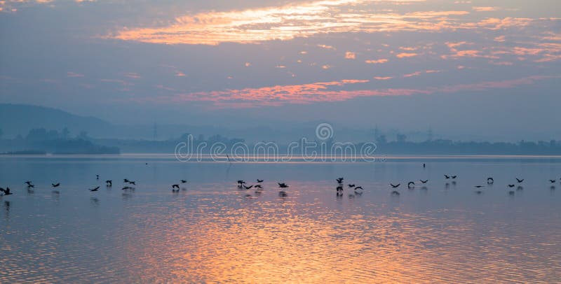 Birds flying over the lake stock images Birds flying over the lake stock images