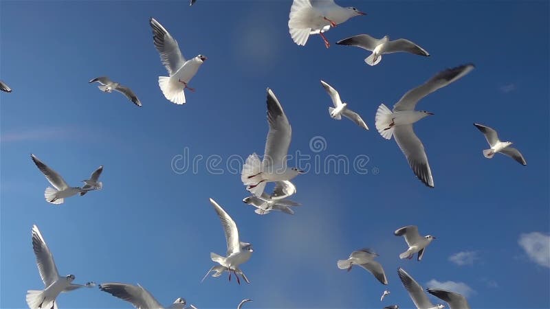 Flock of seagulls birds flying in the blue sky