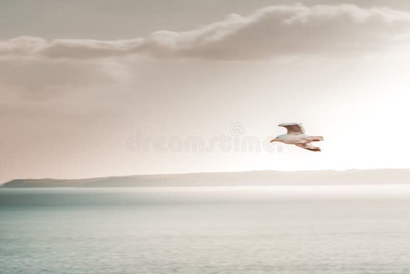 Birds flying white grey white seagull nature wildlife park natural the Old Head Kinsale Ireland