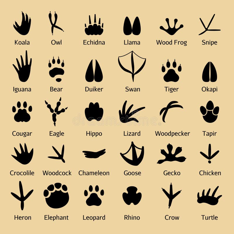Birds footprints and animals tracks vector silhouettes