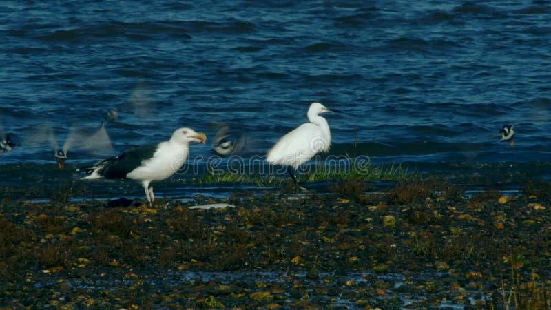 Birds - Great Black-Backed Gull has hunted and eats flounder fish