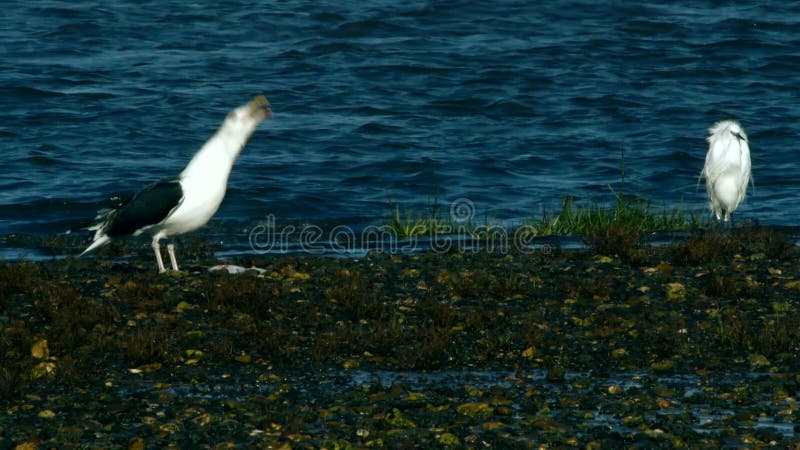 Birds - Great Black-Backed Gull has hunted and eats flounder fish