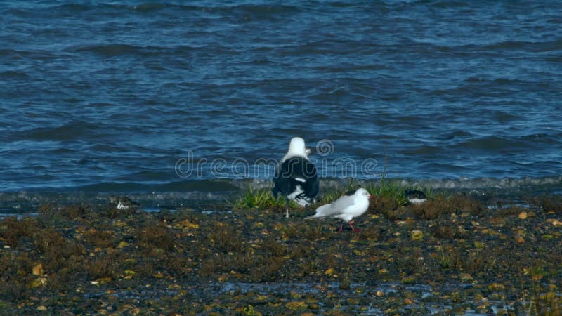 Birds - Great Black-Backed Gull has hunted and eats flounder fish