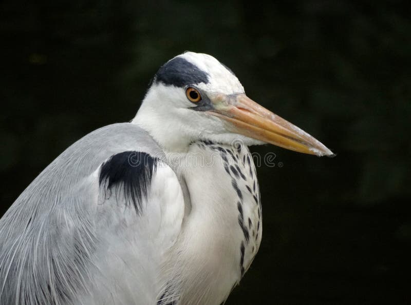 Birds are a group of warm-blooded vertebrates constituting the class Aves, characterized by feathers, toothless beaked jaws, the laying of hard-shelled eggs, a high metabolic rate, a four-chambered heart, and a strong yet lightweight skeleton. Birds live worldwide and range in size from the 5 cm bee hummingbird to the 2.75 m ostrich. There are about ten thousand living species, more than half of which are passerine, or `perching` birds. Birds have wings whose development varies according to species; the only known groups without wings are the extinct moa and elephant birds. Wings, which evolved from forelimbs, gave birds the ability to fly, although further evolution has led to the loss of flight in some birds, including ratites, penguins, and diverse endemic island species. The digestive and respiratory systems of birds are also uniquely adapted for flight. Some bird species of aquatic environments, particularly seabirds and some water birds, have further evolved for swimming. Birds are a group of warm-blooded vertebrates constituting the class Aves, characterized by feathers, toothless beaked jaws, the laying of hard-shelled eggs, a high metabolic rate, a four-chambered heart, and a strong yet lightweight skeleton. Birds live worldwide and range in size from the 5 cm bee hummingbird to the 2.75 m ostrich. There are about ten thousand living species, more than half of which are passerine, or `perching` birds. Birds have wings whose development varies according to species; the only known groups without wings are the extinct moa and elephant birds. Wings, which evolved from forelimbs, gave birds the ability to fly, although further evolution has led to the loss of flight in some birds, including ratites, penguins, and diverse endemic island species. The digestive and respiratory systems of birds are also uniquely adapted for flight. Some bird species of aquatic environments, particularly seabirds and some water birds, have further evolved for swimming.