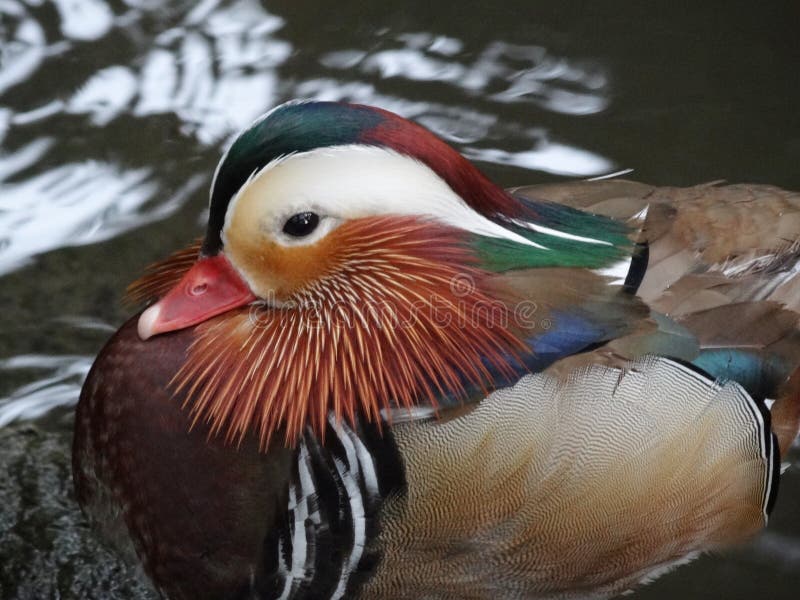 Birds are a group of warm-blooded vertebrates constituting the class Aves, characterized by feathers, toothless beaked jaws, the laying of hard-shelled eggs, a high metabolic rate, a four-chambered heart, and a strong yet lightweight skeleton. Birds live worldwide and range in size from the 5 cm bee hummingbird to the 2.75 m ostrich. There are about ten thousand living species, more than half of which are passerine, or `perching` birds. Birds have wings whose development varies according to species; the only known groups without wings are the extinct moa and elephant birds. Wings, which evolved from forelimbs, gave birds the ability to fly, although further evolution has led to the loss of flight in some birds, including ratites, penguins, and diverse endemic island species. The digestive and respiratory systems of birds are also uniquely adapted for flight. Some bird species of aquatic environments, particularly seabirds and some water birds, have further evolved for swimming. Birds are a group of warm-blooded vertebrates constituting the class Aves, characterized by feathers, toothless beaked jaws, the laying of hard-shelled eggs, a high metabolic rate, a four-chambered heart, and a strong yet lightweight skeleton. Birds live worldwide and range in size from the 5 cm bee hummingbird to the 2.75 m ostrich. There are about ten thousand living species, more than half of which are passerine, or `perching` birds. Birds have wings whose development varies according to species; the only known groups without wings are the extinct moa and elephant birds. Wings, which evolved from forelimbs, gave birds the ability to fly, although further evolution has led to the loss of flight in some birds, including ratites, penguins, and diverse endemic island species. The digestive and respiratory systems of birds are also uniquely adapted for flight. Some bird species of aquatic environments, particularly seabirds and some water birds, have further evolved for swimming.