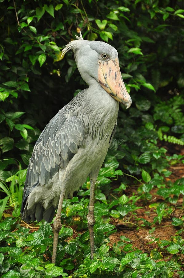 Birds are a group of warm-blooded vertebrates constituting the class Aves, characterized by feathers, toothless beaked jaws, the laying of hard-shelled eggs, a high metabolic rate, a four-chambered heart, and a strong yet lightweight skeleton. Birds live worldwide and range in size from the 5 cm bee hummingbird to the 2.75 m ostrich. There are about ten thousand living species, more than half of which are passerine, or `perching` birds. Birds have wings whose development varies according to species; the only known groups without wings are the extinct moa and elephant birds. Wings, which evolved from forelimbs, gave birds the ability to fly, although further evolution has led to the loss of flight in some birds, including ratites, penguins, and diverse endemic island species. The digestive and respiratory systems of birds are also uniquely adapted for flight. Some bird species of aquatic environments, particularly seabirds and some water birds, have further evolved for swimming. Birds are a group of warm-blooded vertebrates constituting the class Aves, characterized by feathers, toothless beaked jaws, the laying of hard-shelled eggs, a high metabolic rate, a four-chambered heart, and a strong yet lightweight skeleton. Birds live worldwide and range in size from the 5 cm bee hummingbird to the 2.75 m ostrich. There are about ten thousand living species, more than half of which are passerine, or `perching` birds. Birds have wings whose development varies according to species; the only known groups without wings are the extinct moa and elephant birds. Wings, which evolved from forelimbs, gave birds the ability to fly, although further evolution has led to the loss of flight in some birds, including ratites, penguins, and diverse endemic island species. The digestive and respiratory systems of birds are also uniquely adapted for flight. Some bird species of aquatic environments, particularly seabirds and some water birds, have further evolved for swimming.