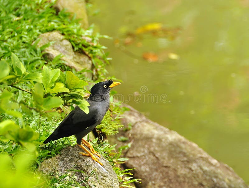 Birds are a group of warm-blooded vertebrates constituting the class Aves, characterized by feathers, toothless beaked jaws, the laying of hard-shelled eggs, a high metabolic rate, a four-chambered heart, and a strong yet lightweight skeleton. Birds live worldwide and range in size from the 5 cm bee hummingbird to the 2.75 m ostrich. There are about ten thousand living species, more than half of which are passerine, or `perching` birds. Birds have wings whose development varies according to species; the only known groups without wings are the extinct moa and elephant birds. Wings, which evolved from forelimbs, gave birds the ability to fly, although further evolution has led to the loss of flight in some birds, including ratites, penguins, and diverse endemic island species. The digestive and respiratory systems of birds are also uniquely adapted for flight. Some bird species of aquatic environments, particularly seabirds and some water birds, have further evolved for swimming. Birds are a group of warm-blooded vertebrates constituting the class Aves, characterized by feathers, toothless beaked jaws, the laying of hard-shelled eggs, a high metabolic rate, a four-chambered heart, and a strong yet lightweight skeleton. Birds live worldwide and range in size from the 5 cm bee hummingbird to the 2.75 m ostrich. There are about ten thousand living species, more than half of which are passerine, or `perching` birds. Birds have wings whose development varies according to species; the only known groups without wings are the extinct moa and elephant birds. Wings, which evolved from forelimbs, gave birds the ability to fly, although further evolution has led to the loss of flight in some birds, including ratites, penguins, and diverse endemic island species. The digestive and respiratory systems of birds are also uniquely adapted for flight. Some bird species of aquatic environments, particularly seabirds and some water birds, have further evolved for swimming.